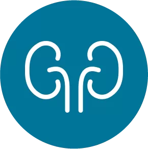 Nephrology icon