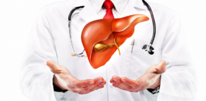 Doctor holding a digital illustration of a healthy human liver, representing liver care, liver disease treatment, and liver transplantation.
